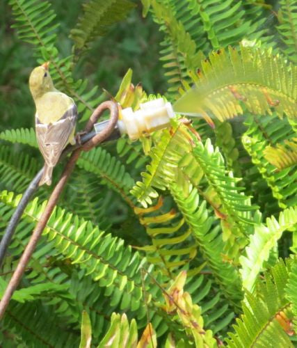 Goldfinch at Leaf Mister