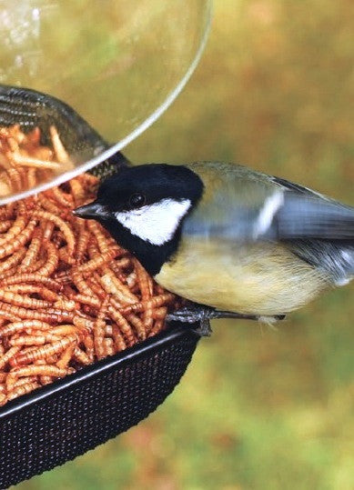 Mesh Tray All-Purpose Bird Feeder