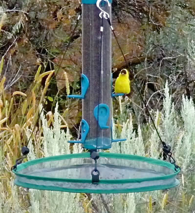 Hummingbird popular Hoop Feeder