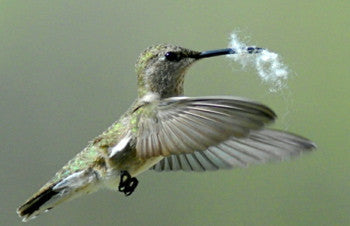 Hummer Helper Nest Material-Refill