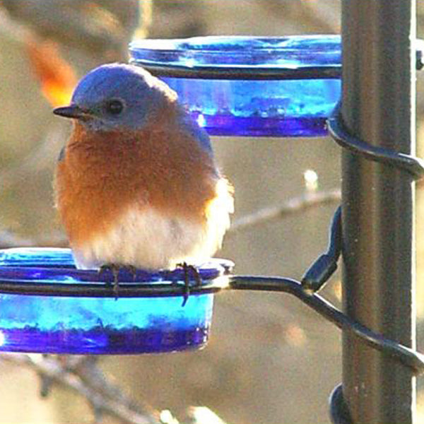 Mealworm Feeder / Water Dish (Small)