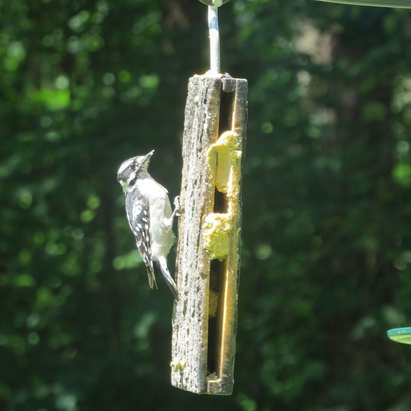 Spreadable Suet in the Suet Sandwich Bird Feeder