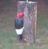 Red Headed Woodpecker at Suet Sandwich Bird Feeder