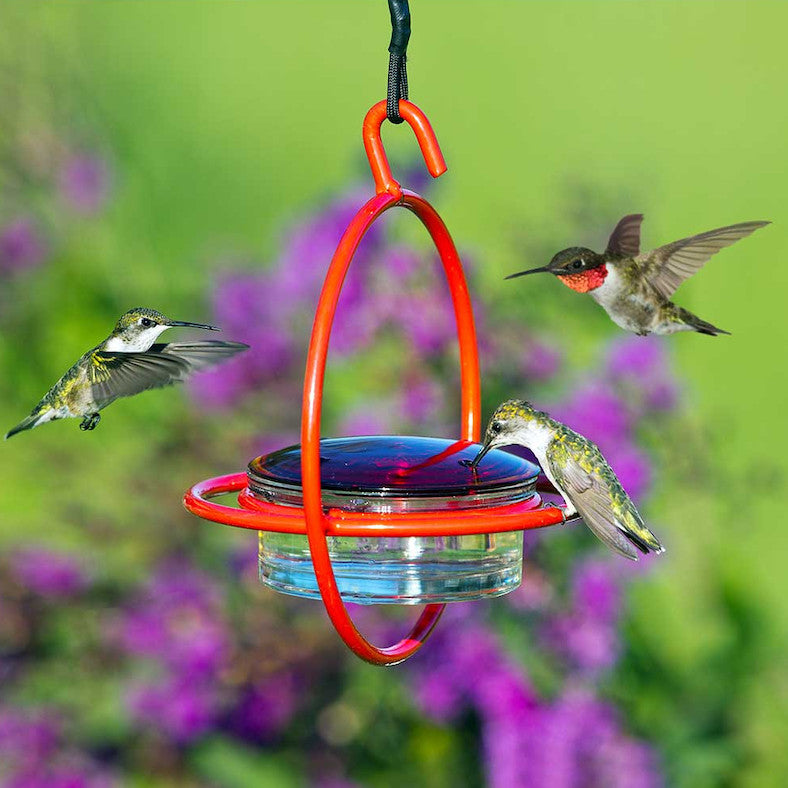 Red Orb Hummingbird Feeder | Glass Dish Feeders | Multi-Use