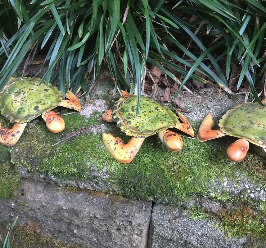 Spring Neck Garden Turtles