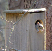 Squirrel House