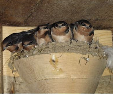 Barn Swallow Nest Cups-Set of 2