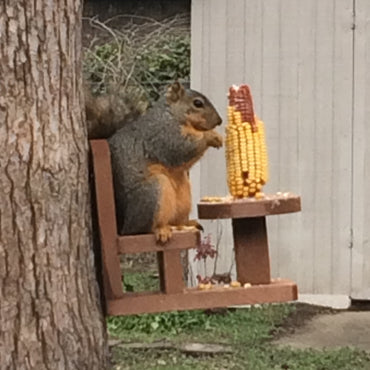 Table & chair squirrel feeder in use!